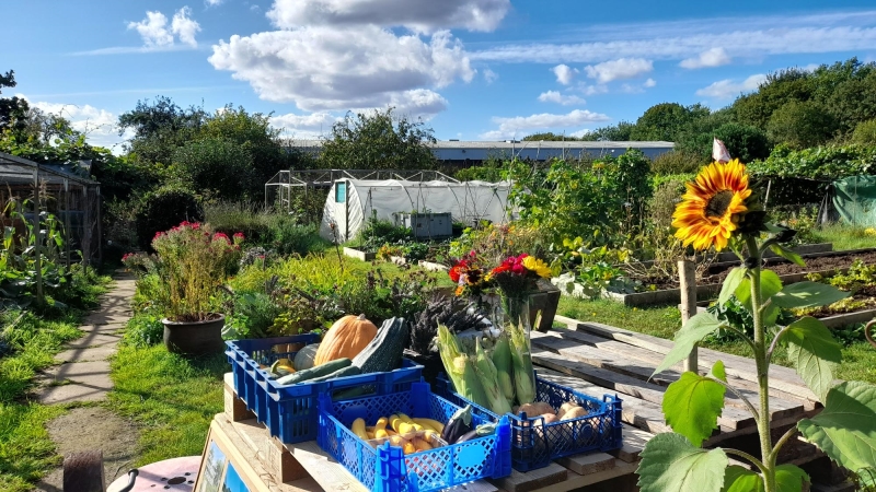 C2C Grows - Community Allotment Garden